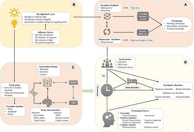 Chronotype, circadian rhythm, and psychiatric disorders: Recent evidence and potential mechanisms